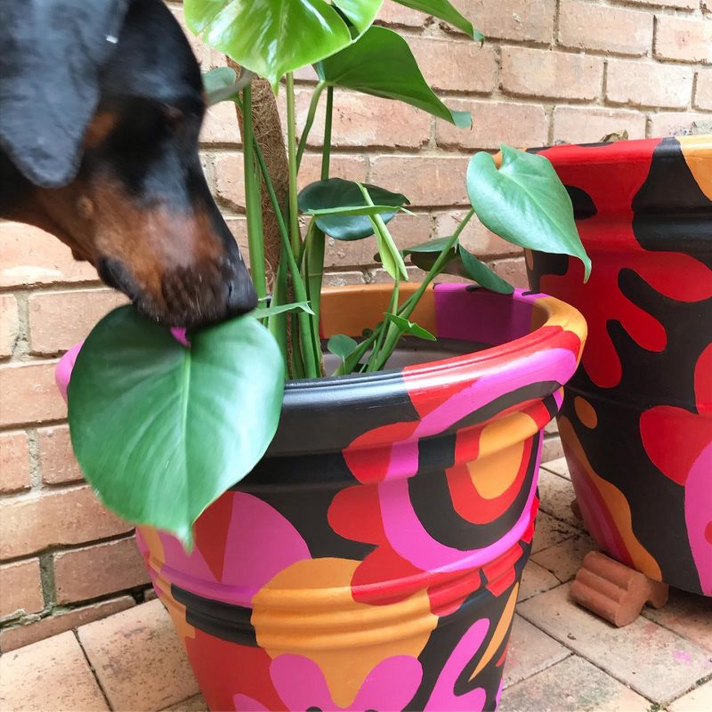 Painted pots by Tazi